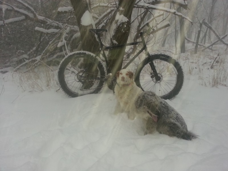 Right side view of a Surly fat bike, with 2 dogs sitting near, against a tree in deep snow, with woods in the background