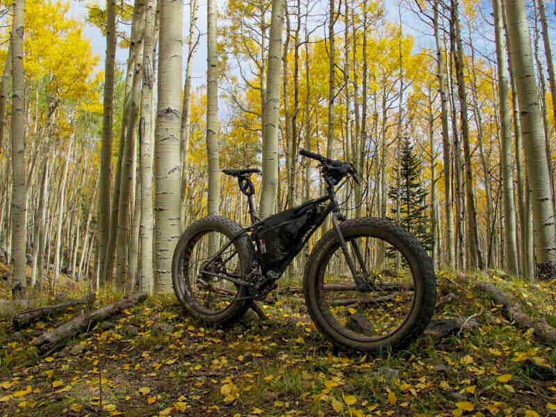 Right side angled view of a Surly fat bike, standing on grass and leaves, in a birch tree forest