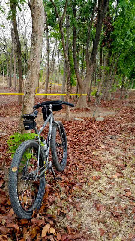 Rear view of a bike, parked on leaves, facing trees in the background