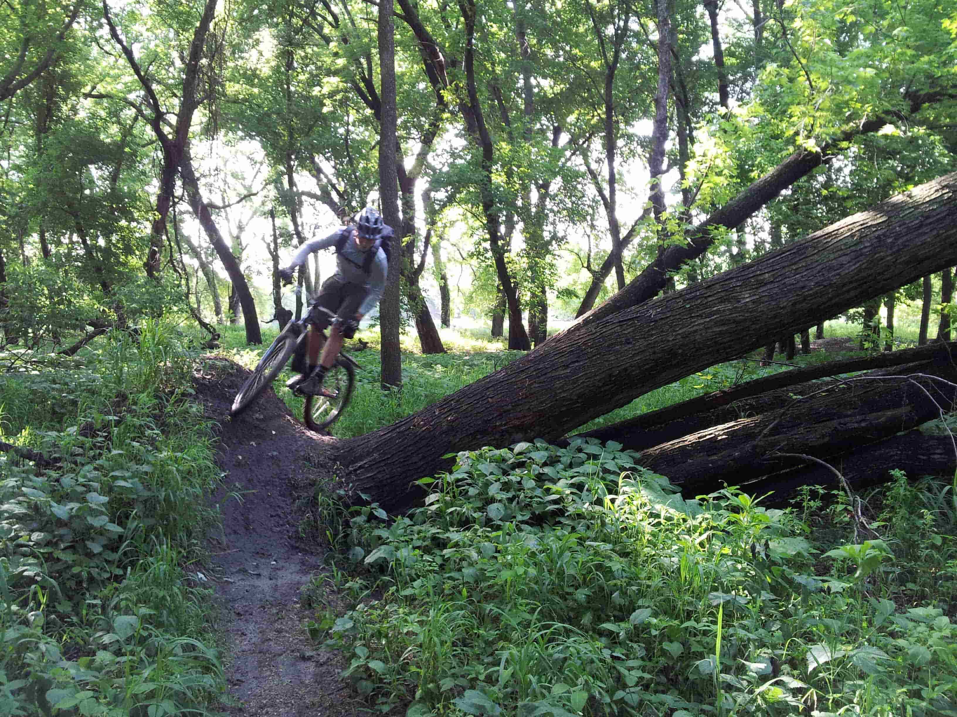 Front view of a cyclist riding their Surly bike over the roots of a down tree, on a dirt trail in the woods