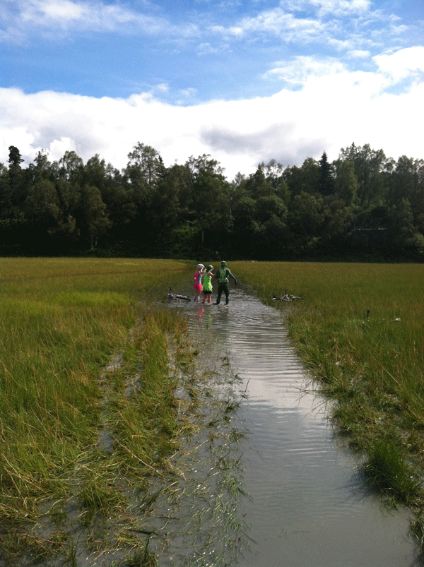 Looped GIF of 3 cyclists with their bikes near, diving into a waterway in a wetlands field, with trees in the background