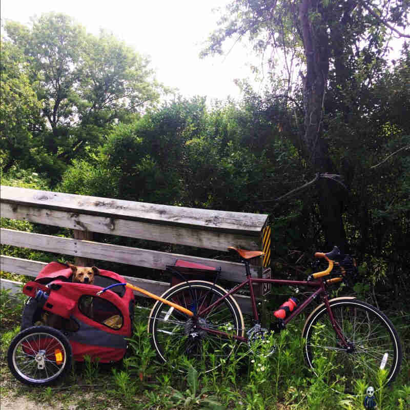 Right side view of a red bike, with a dog in trailer behind, parked in front of thick weeds, next to a wood fence