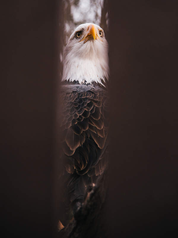 Front view of a bald eagle looking straight ahead, behind 2 unknown faded black columns