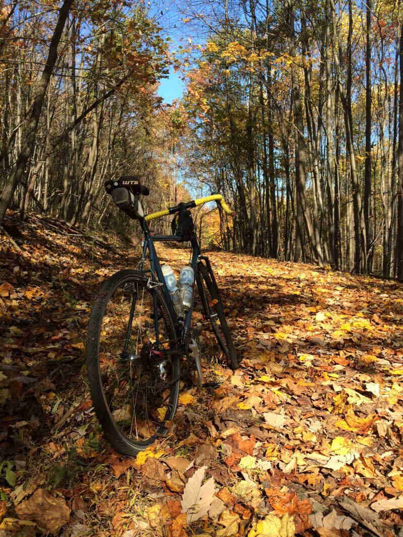 Rear view of a black Surly Cross Check bike, facing down a leaf covered road in the woods