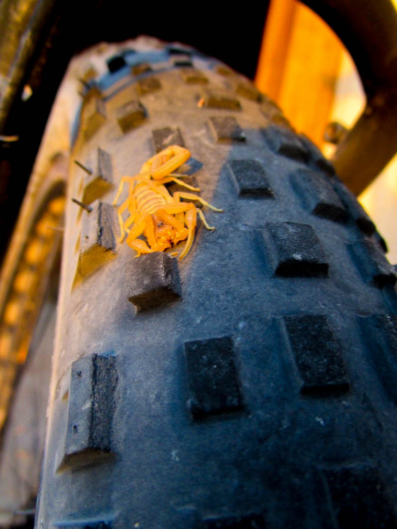 Close up, front view of a yellow scorpion, on the top of a knobby, fat bike tire