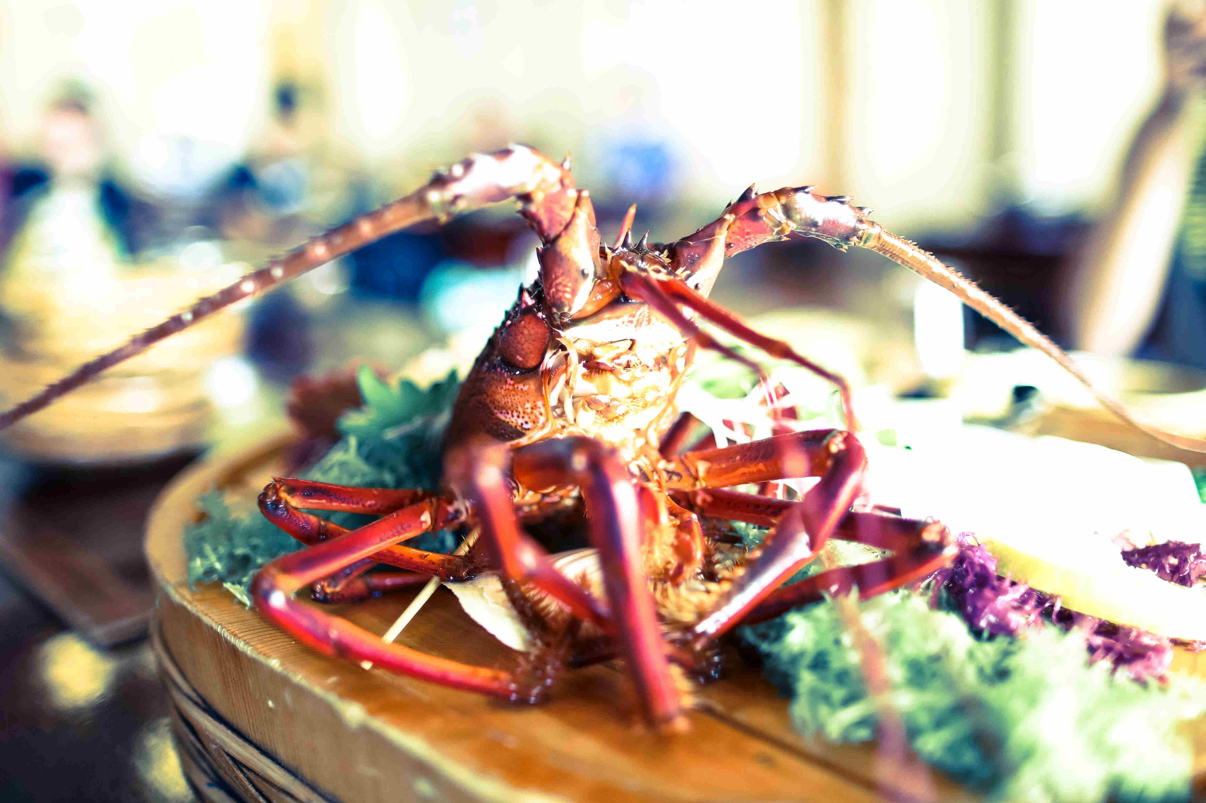 Close up, side view of a cooked lobster on a table, with a blurred out background
