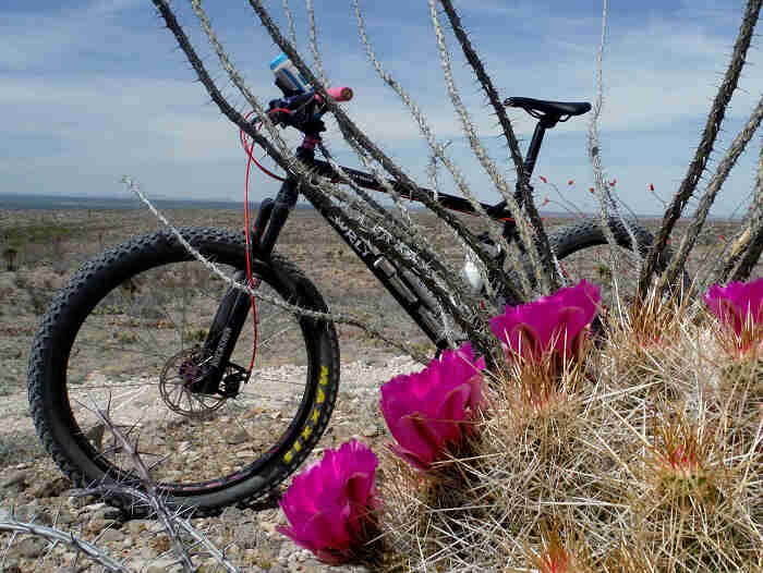Surly bike - black - right side view - parked in a desert, behind a small cactus with pink flowers