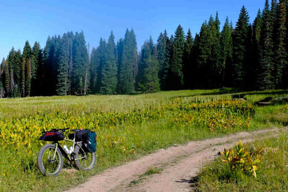 Left side view of a fat bike, parked on the edge of a weedy field next to a dirt road, with trees in the background