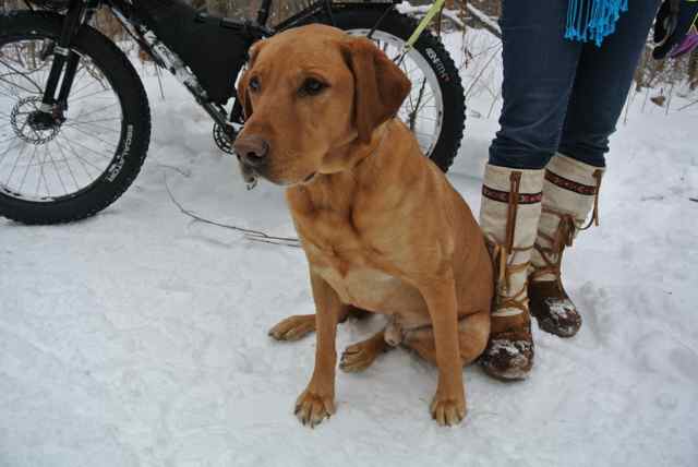 Front view of a dog, sitting on snow at a person's feet, with a Surly fat bike behind them