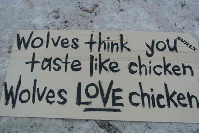 Downward view of a cardboard sign on the snow, with the words, Wolves think you taste like chicken, Wolves love chicken