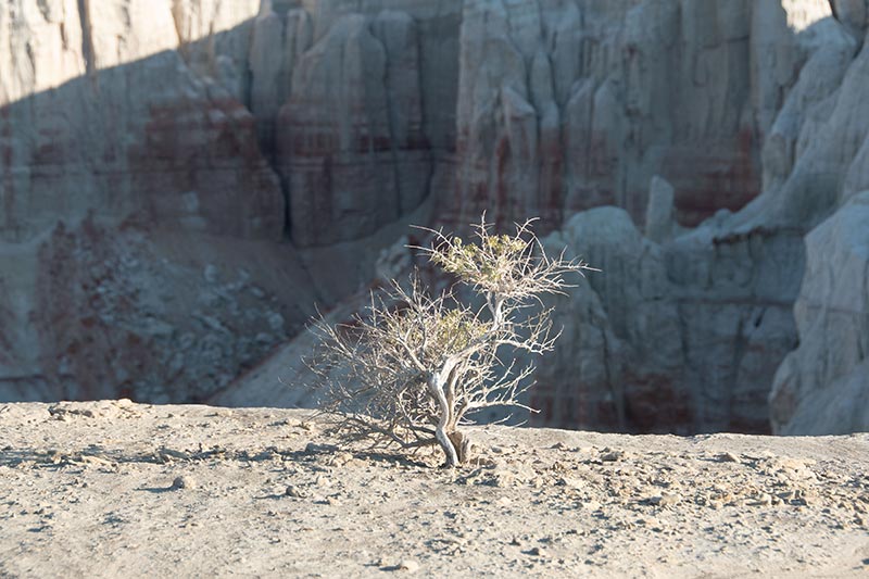 View of small desert shrub growing on edge of canyon cliff in the desert sun