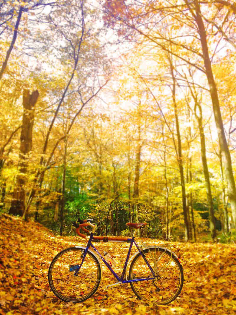 Left profile of a blue Surly bike, parked across a road covered with yellow leaves, with a forest in the background