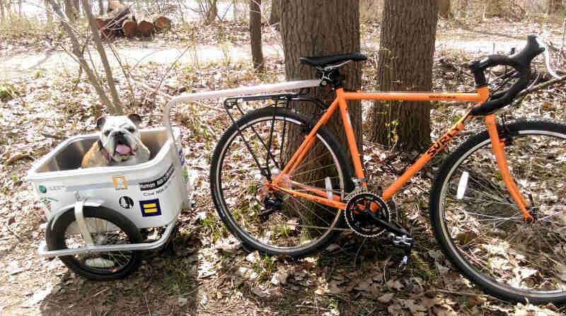 Right side view of an orange Surly bike and a trailer hauling a bulldog, parked in leaves in front of a trees