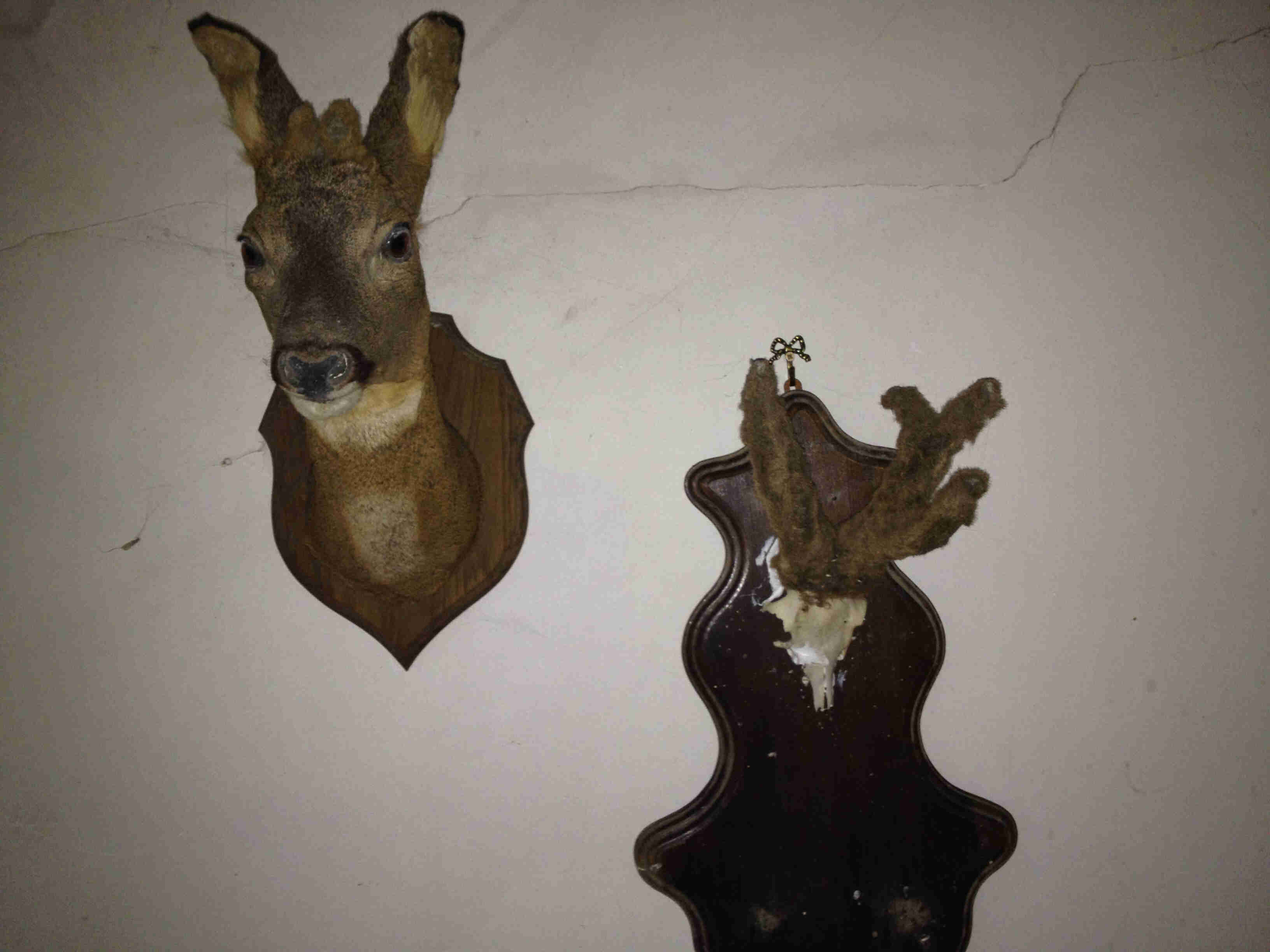 A deer head mount and an antler mount, hanging on a white interior wall
