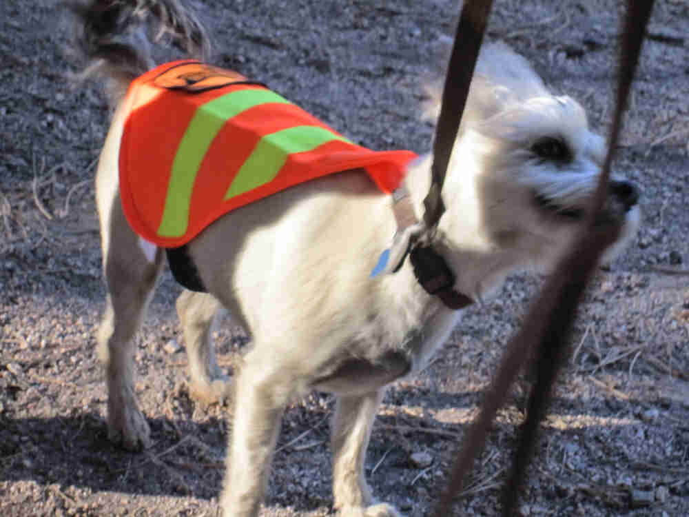 A small white dog on a leash, wearing a reflective vest