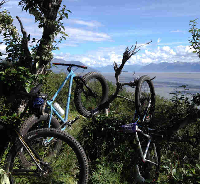 Three Surly bikes, hanging around in a weedy spot with trees, with a vast field and mountains in the background