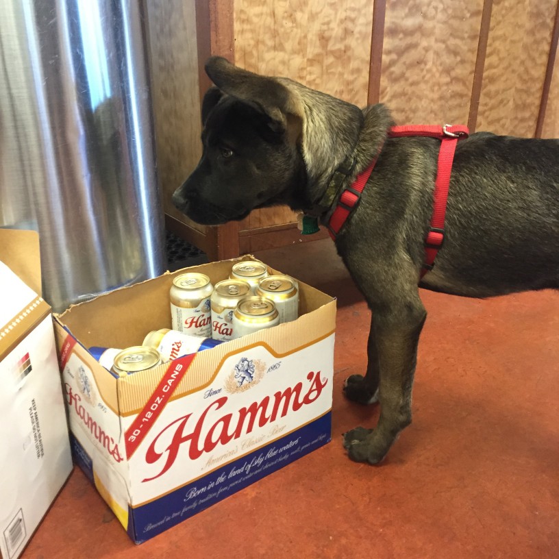 A dog standing over a case box of Hamm's beer cans