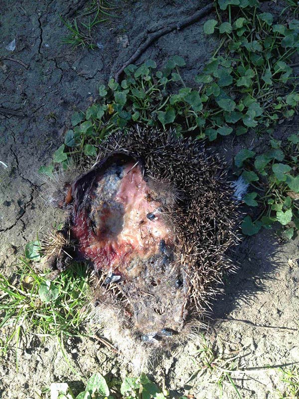 Downward view of a deceased hedgehog, laying on dirt and grass