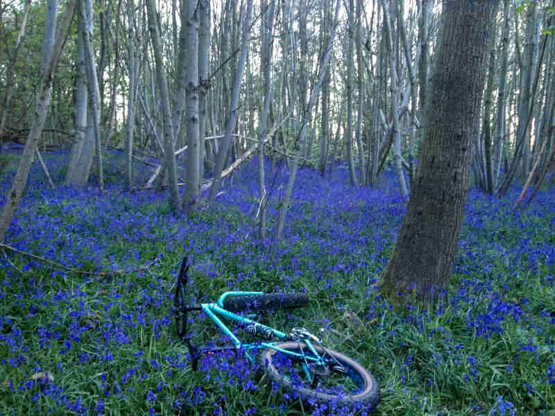 Rear view of a teal Surly fat bike, laying on it's left side in blue flowers and grass, in the woods