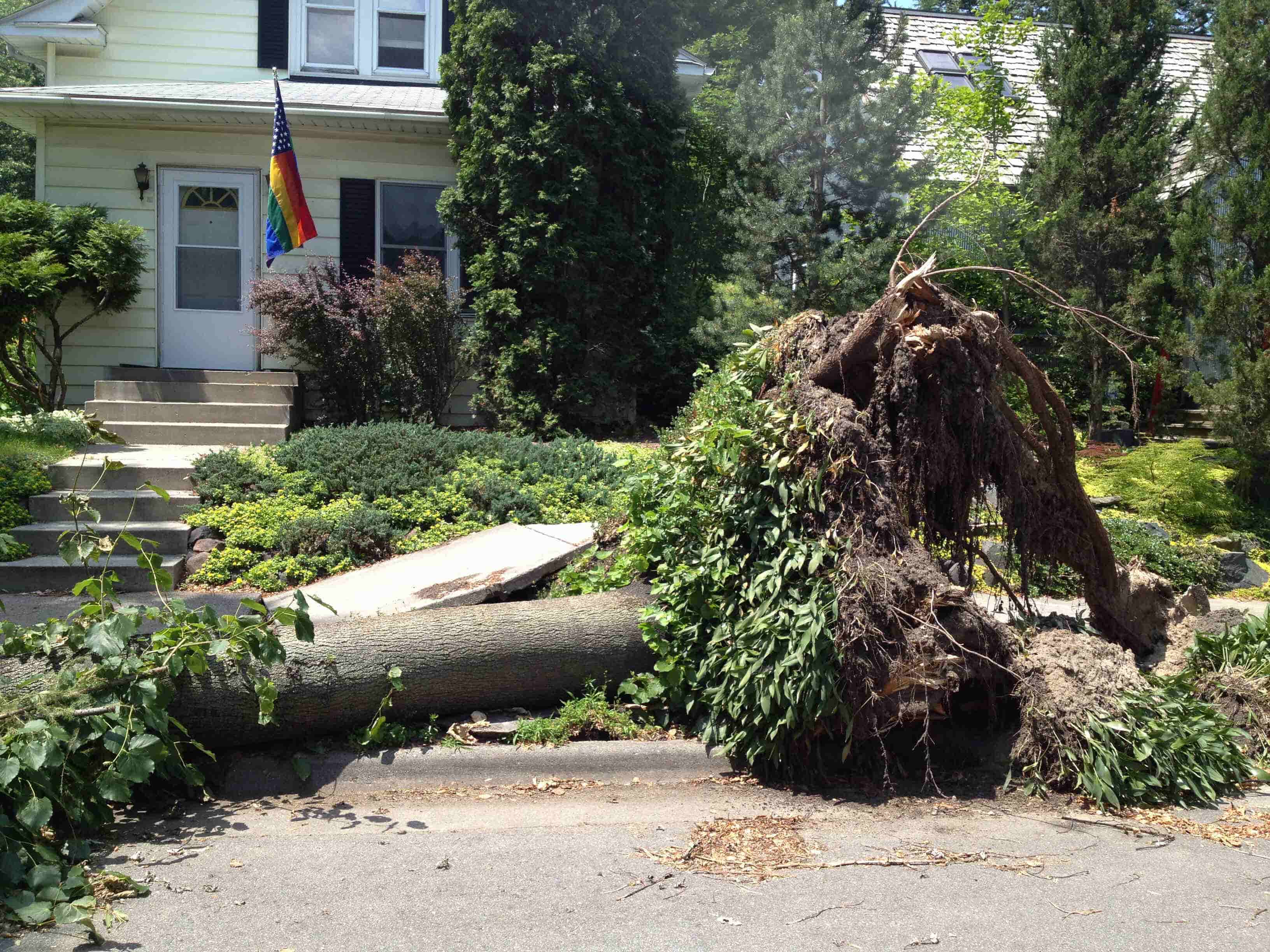 Front view of a downed tree, with it's roots ripped out of the ground and laying across a curb, in front of a house
