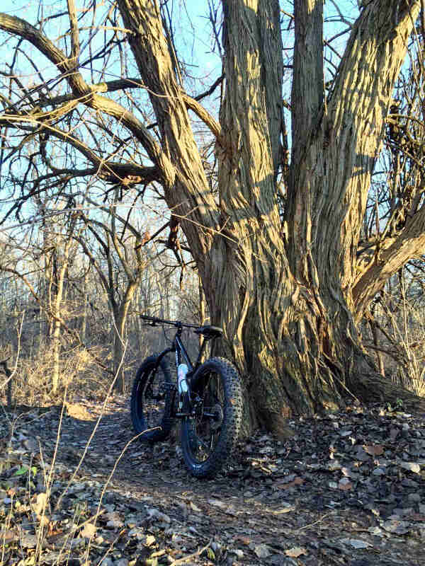 Rear view of a fat bike, parked on a leafy dirt trail, leaning on a large leafless tree in the woods