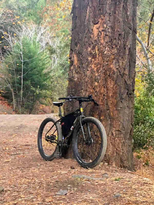 Front right view of Surly bike, parked at the base of a redwood tree