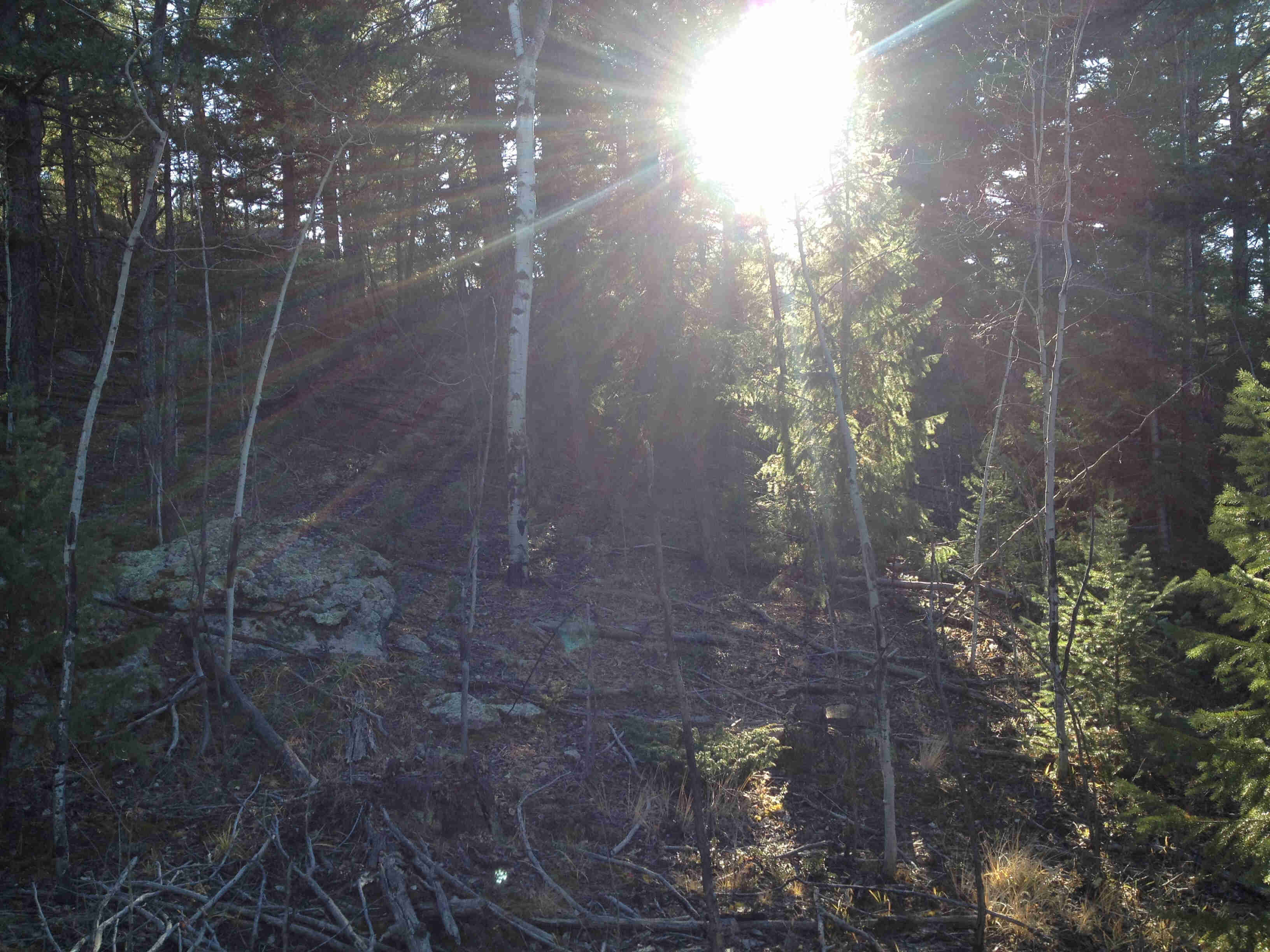 A forest hill with the sun above, shining through the pine trees
