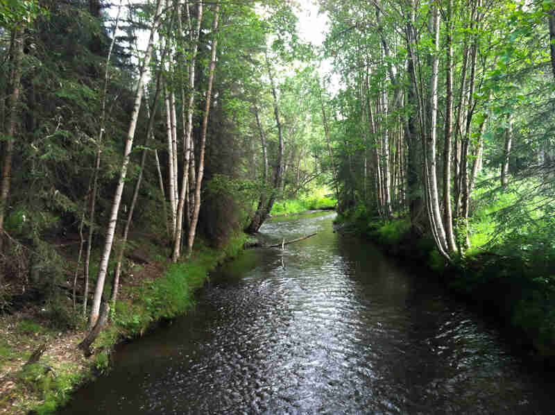 A stream, flowing straight away, through a forest