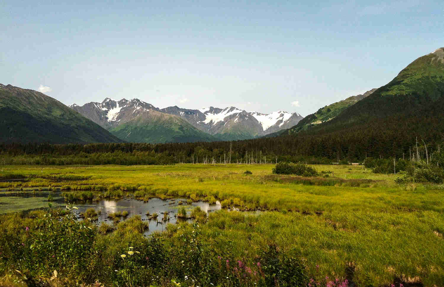 A marshy Alaskan field with trees behind it, and snowy mountains in the background