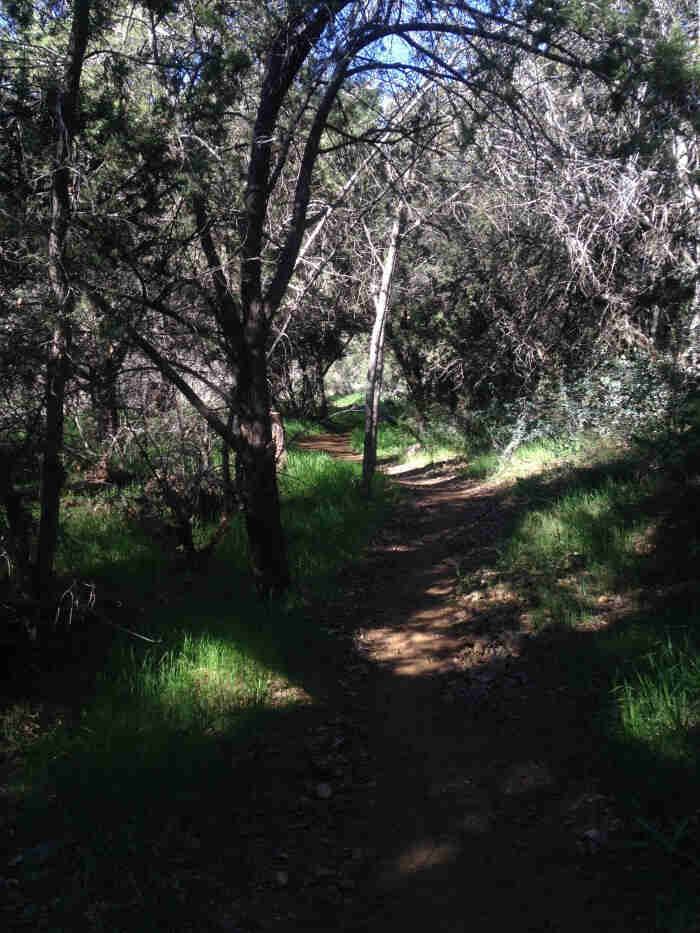 A rocky trail facing straight away, shadowed by the trees overhead