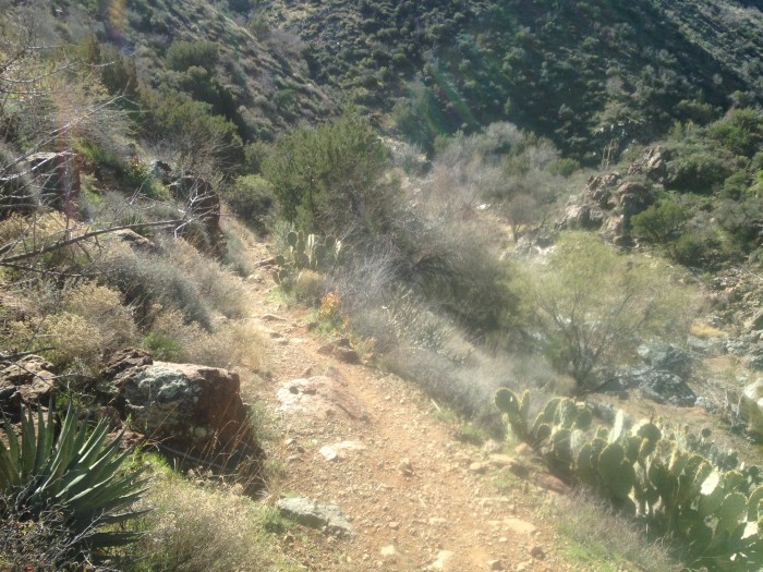 Downward view of a rocky dirt trail on the side of a desert hill with cacti
