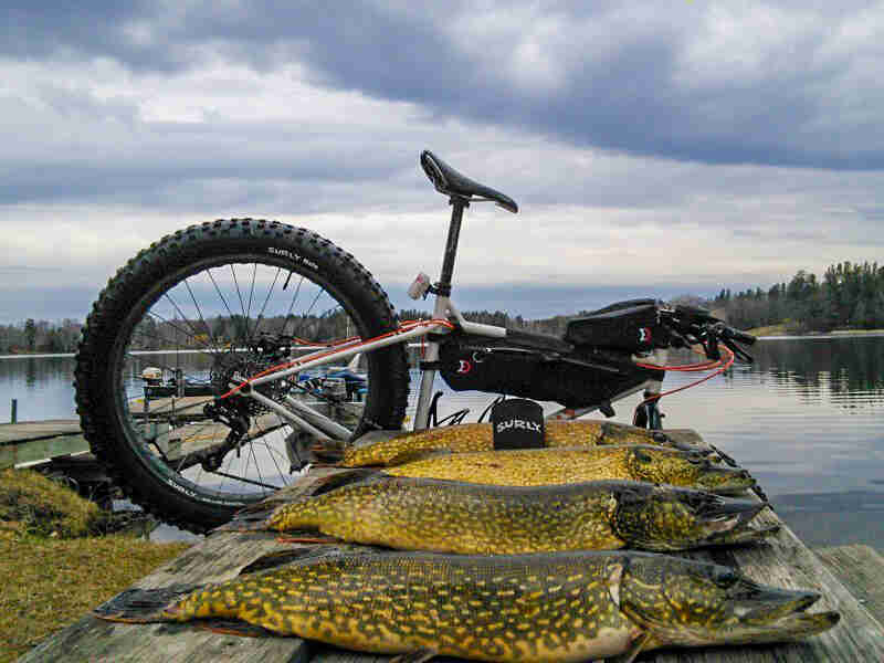 Four Northern Pike fish lined up on a table, with a Surly Fat bike behind, and a lake in the background
