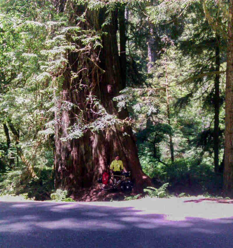 A front view of a cyclist standing with a bike at the base of a giant redwood tree