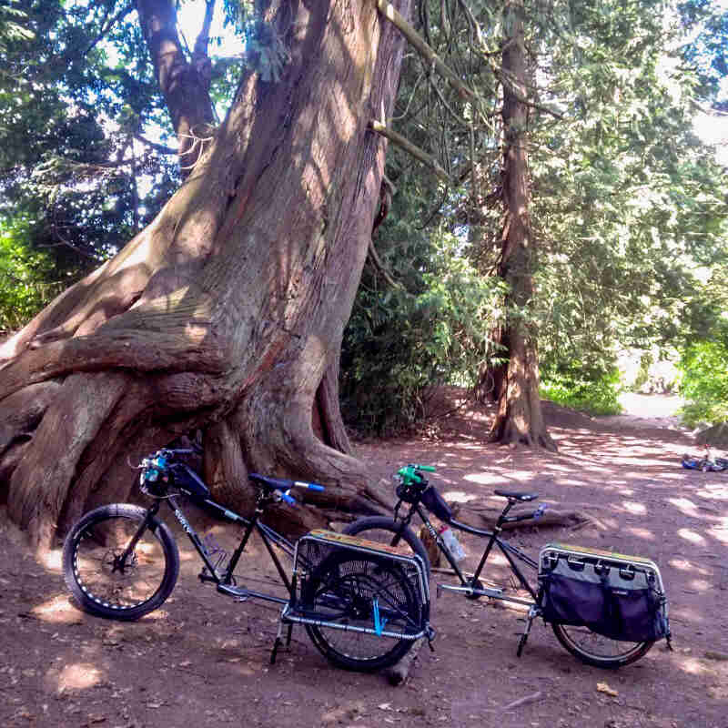 Left side view of Surly Big Fat Dummy and Big Dummy bikes, parked on a dirt trail, next to a giant tree base in a forest