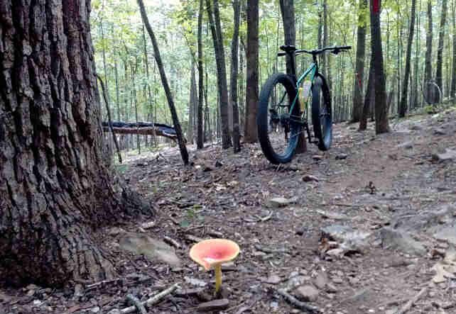 Rear view of a Surly bike, green, parked on the dirt in a forest, with a mushroom popping up behind