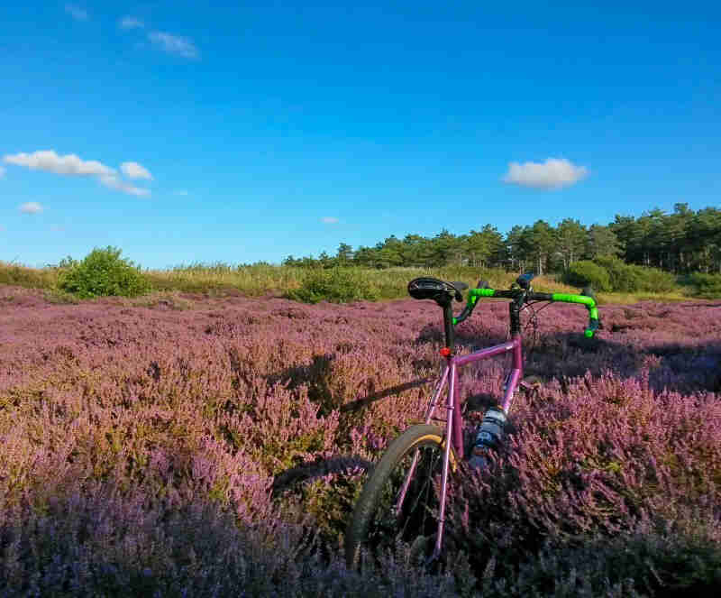 Rear view of a Surly bike, purple, parked in a field of mauve colored weeds, with trees in the background