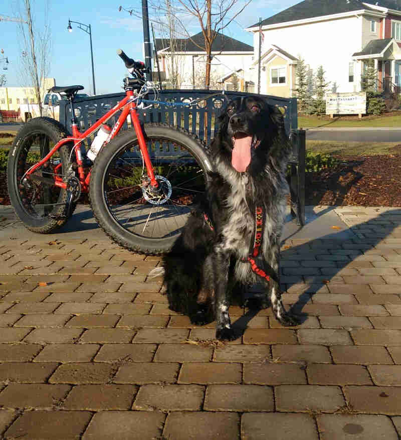 Front view of a dog, on a brick patio, in front of a red Surly fat bike, with townhouses in the background