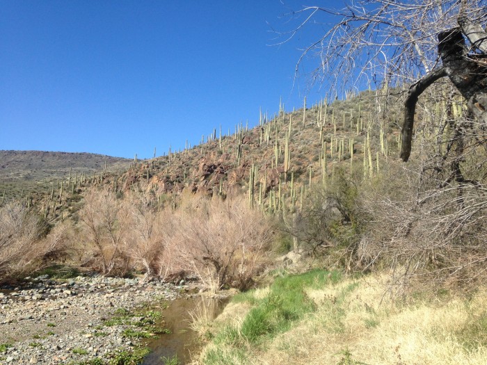 A rocky river bed below a desert hill covered with brush and cacti