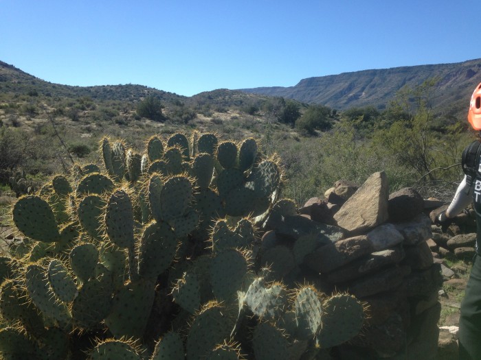 Eye level view of a cactus bush, with a desert field and mountains in the background