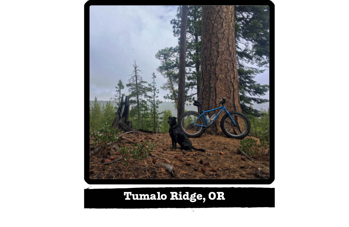 Right side view of a Surly bike, leaning on a large tree base, in a forest - Tumalo Ridge, OR tab below image