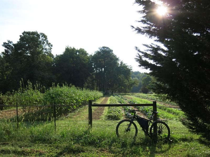 Left side view of a Surly bike with a frame bag, leaning against a wire fence with a large vegetable garden behind it