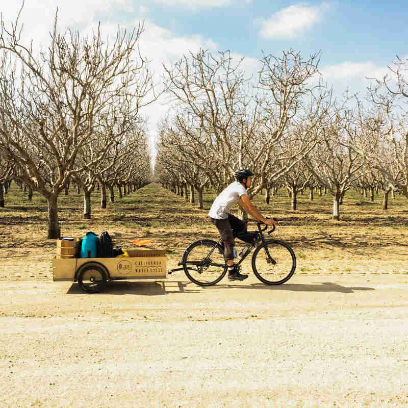 Right side view of a cyclist riding down a gravel road on a bike with a trailer, with an apple orchard in background