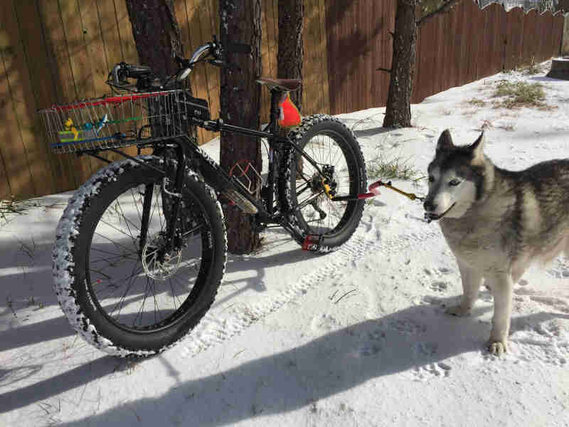 Left side view of a Surly fat bike in the snow, next to a Malamute dog, with a wood face in the background