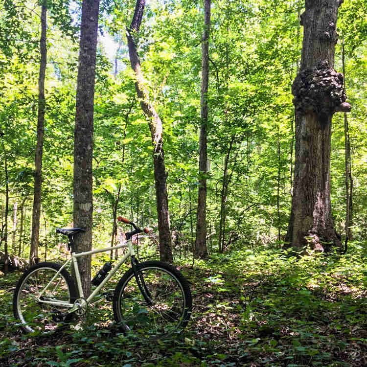 Right side view of light green bike, parked on weeds in front of a tree, in a green forest