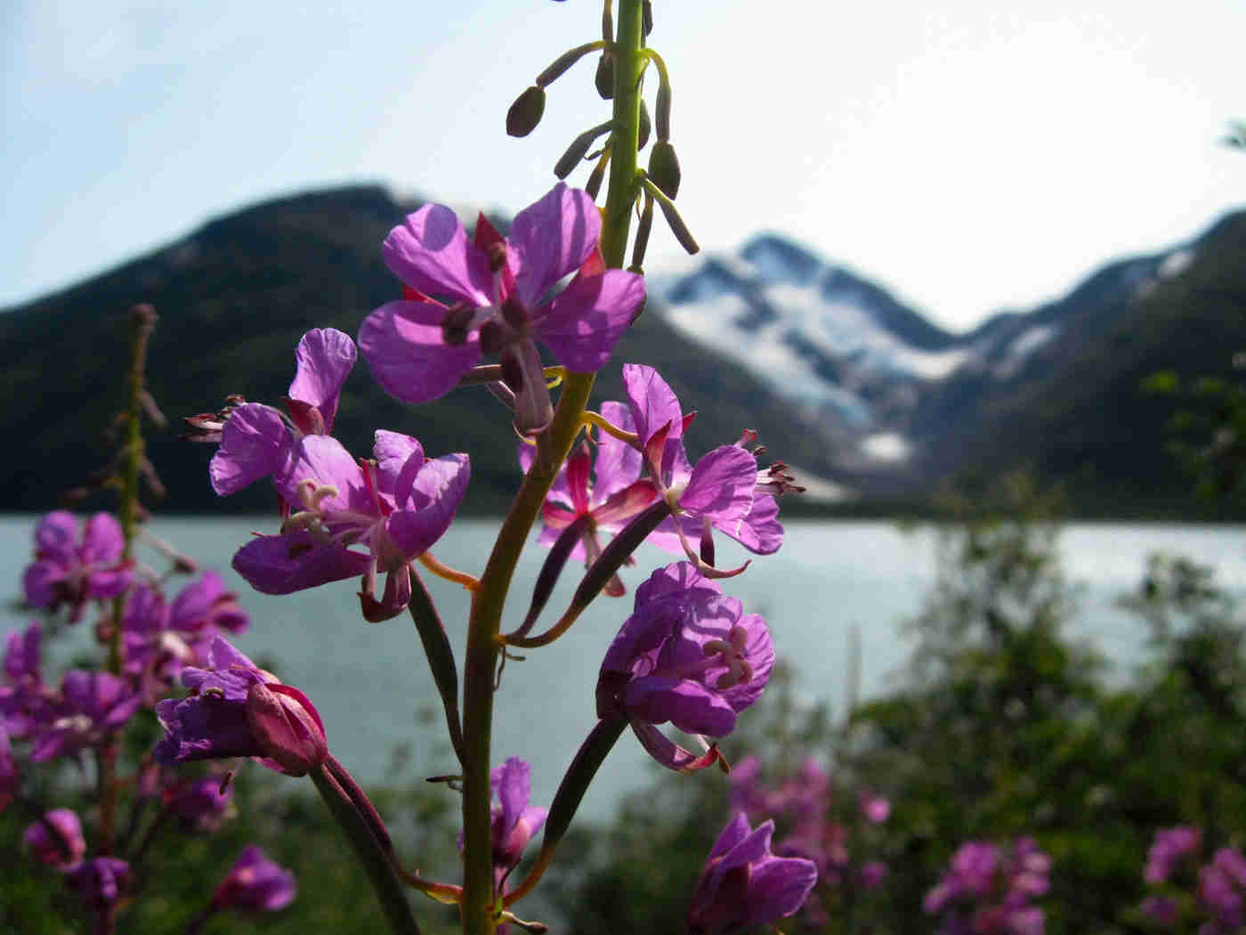 Close up view of a purple orchid plant with flowers, with blurry mountains in the background