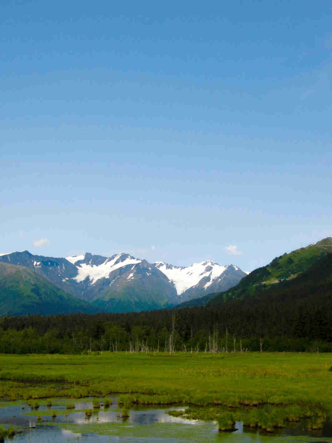 A marshy Alaskan field with trees behind it, and snowy mountains in the background
