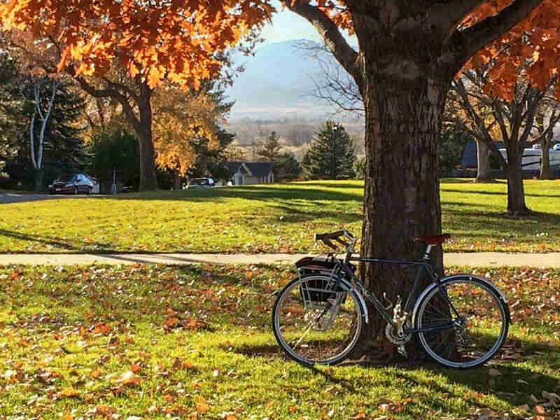 Left profile of a Surly Long Haul Trucker bike, parked on grass, in front of a tree with fall leaves, in a neighborhood