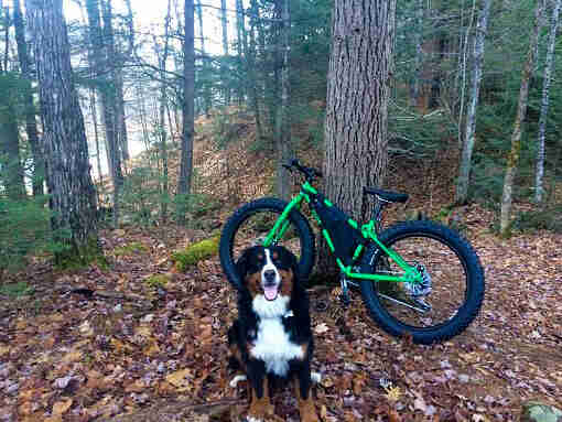 Front view of a Bernese Mountain dog, sitting on leaves in front of a green fat bike leaning on a tree, in a forest