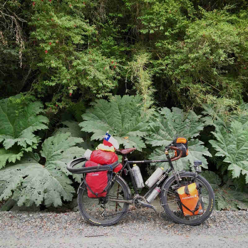 Right side view of a Surly Long Haul Trucker bike with gear, parked next to weeds with huge leaves and trees behind