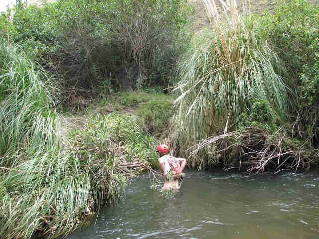 Rear view of a nude person wearing a bike helmet, standing in a river, near the bank, with thick trees and brush ahead